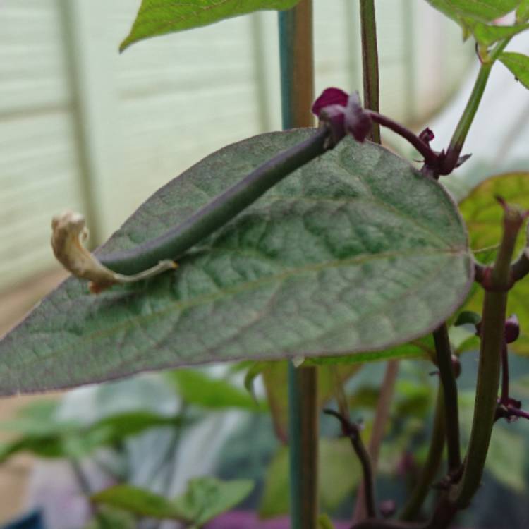 plant image 426016