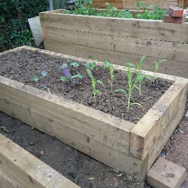 Gaby's garden