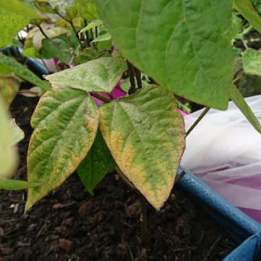 Dwarf French Bean 'Purple Queen'