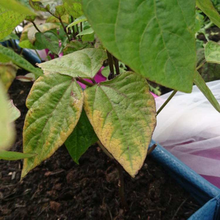 plant image 442242
