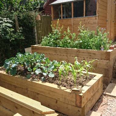 Gaby's garden