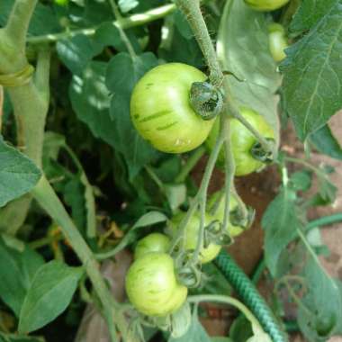 Tomato 'Tigerella'