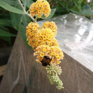 Orange Ball Butterfly Bush