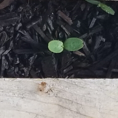 Plant image Cucumis Melo