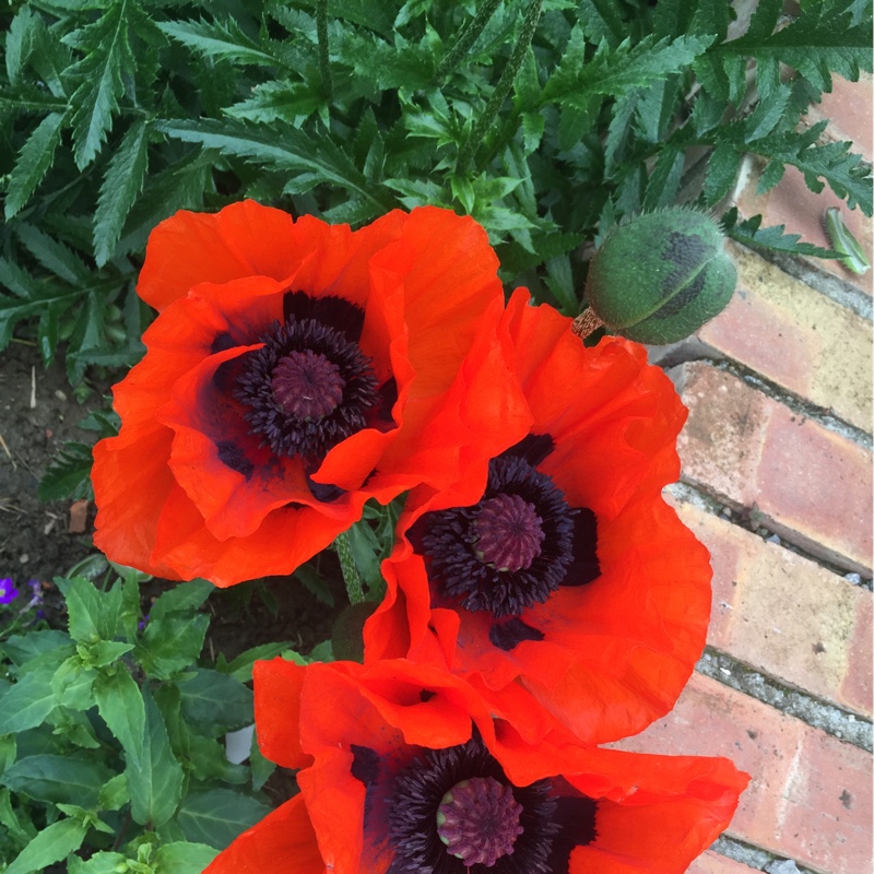 Gail's garden