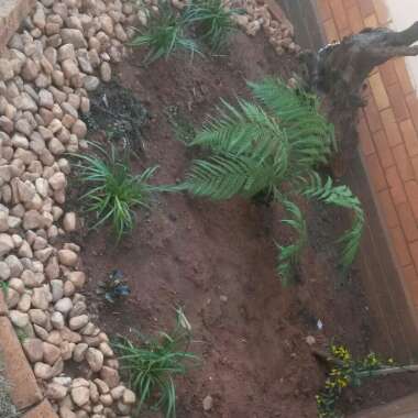 Gail's garden