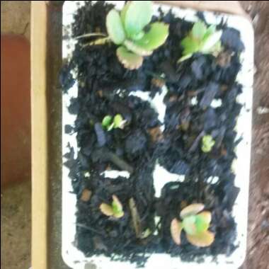 Gail's garden