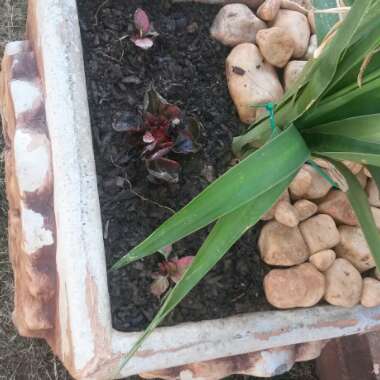 Gail's garden