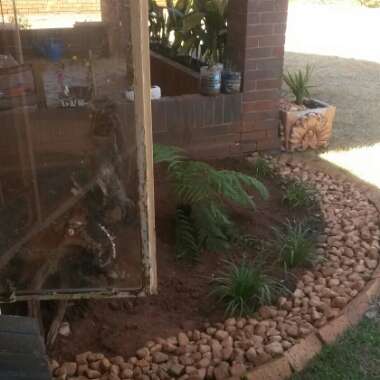 Gail's garden