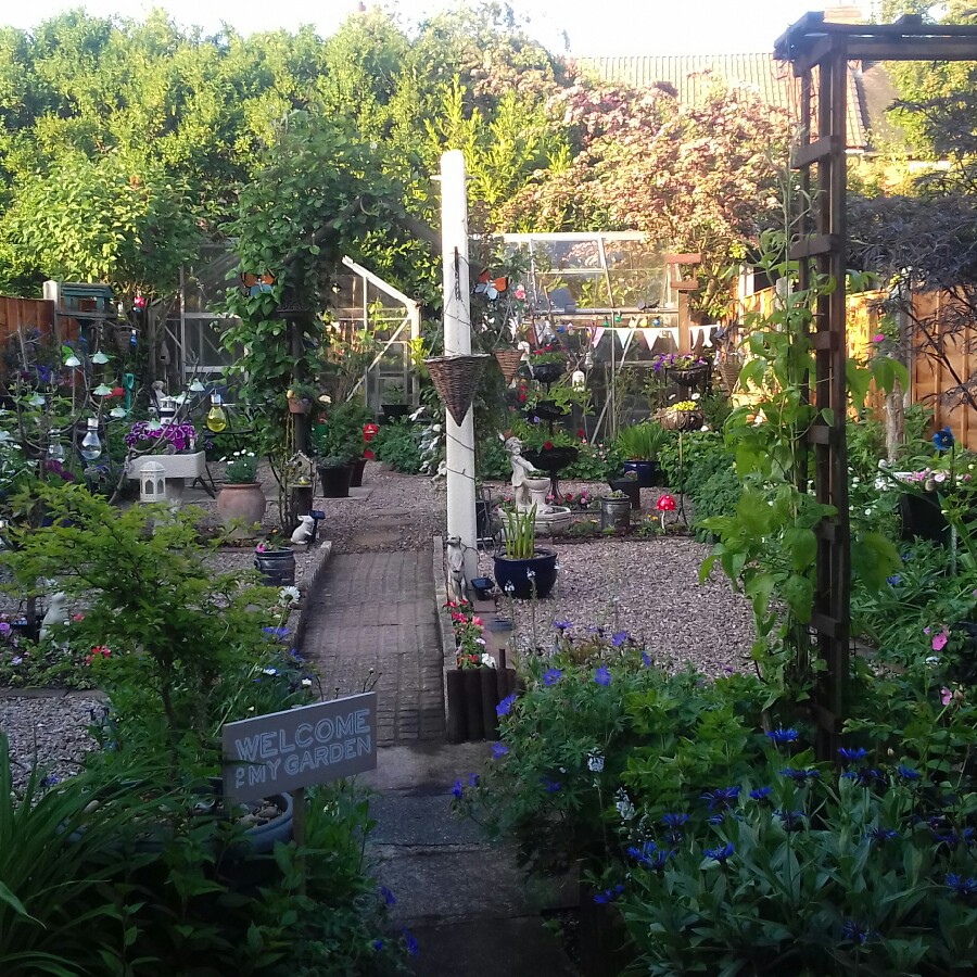 Gail's garden
