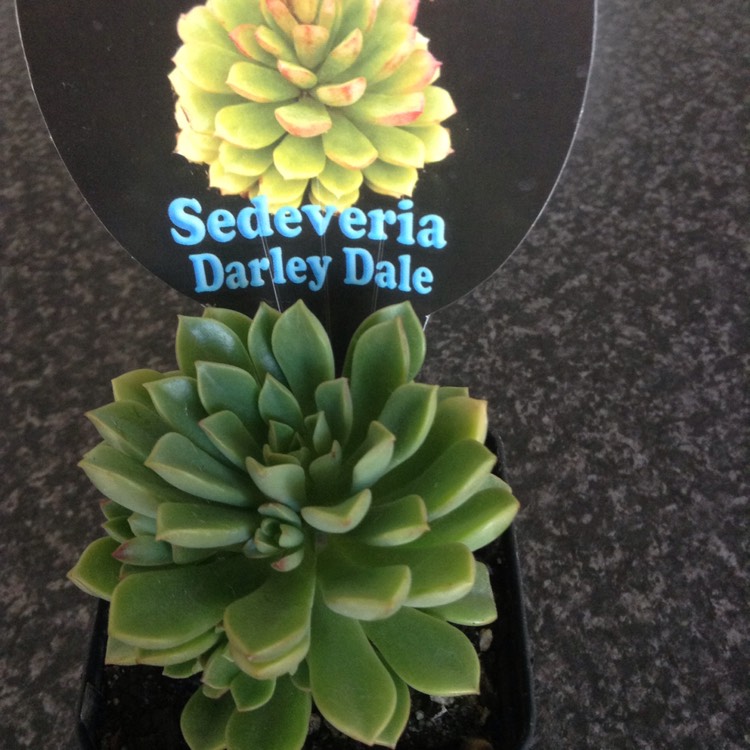 Plant image xSedeveria Darley Dale