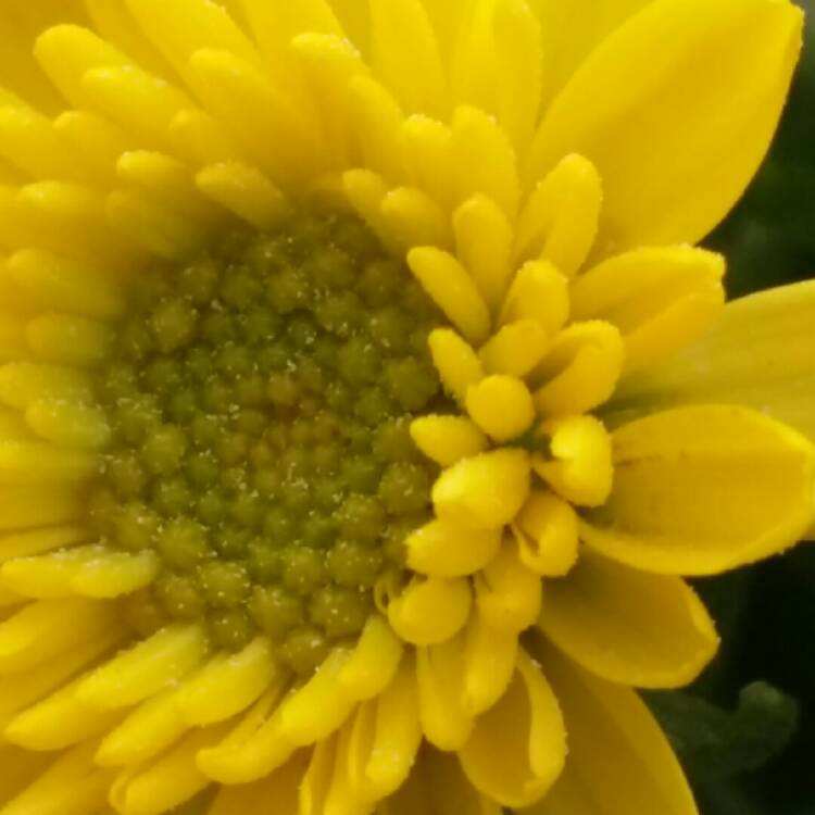 Plant image Chrysanthemum 'Poppins Yellow Jewel'