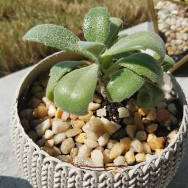 Brandi's garden