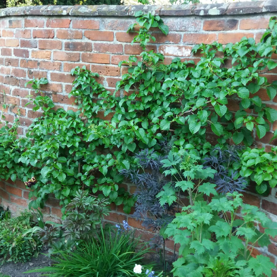 plant image 65661 plant image 65661