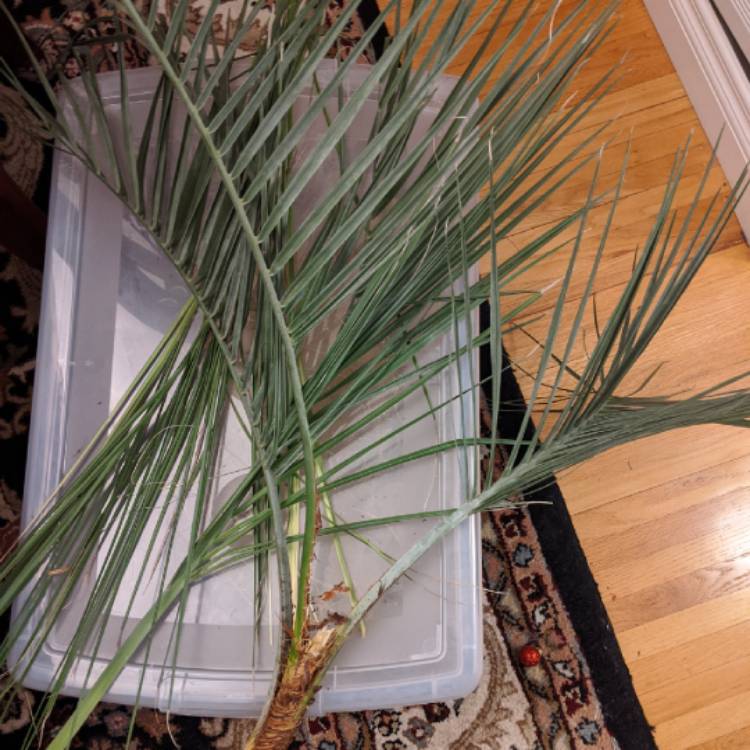 Plant image Butia odorata syn. Butia capitata