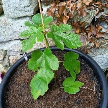 Weeping Fig