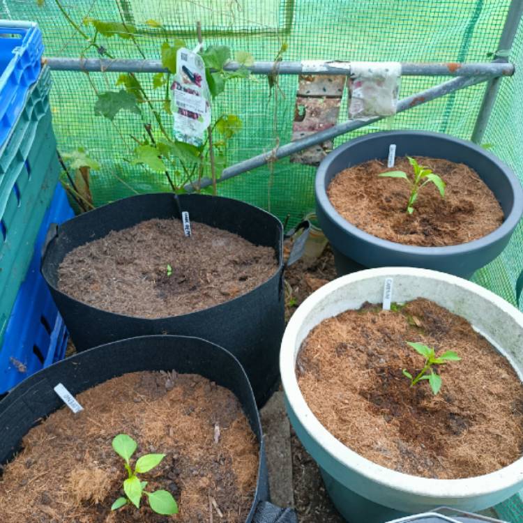 plant image 1586782