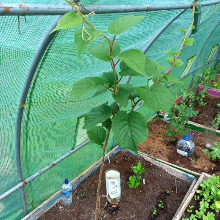 plant image 1588674