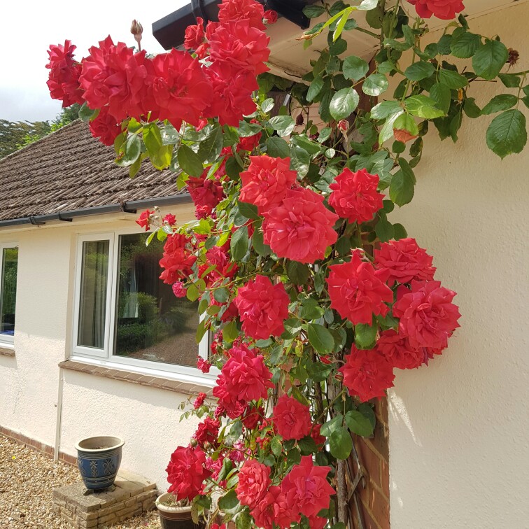 Plant image Rosa 'The Prince's Trust Harholding'