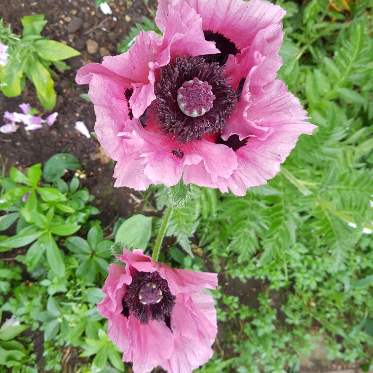 Papaver (Oriental Group) 'Prinzessin Victoria Louise' syn. Papaver orientale 'Princess Victoria Louise'