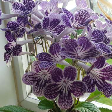Streptocarpus