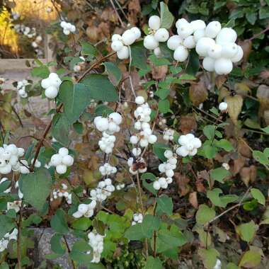 Symphoricarpos albus