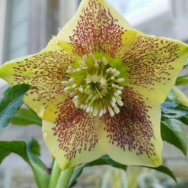 Helleborus x hybridus 'Harvington Yellow Speckled'