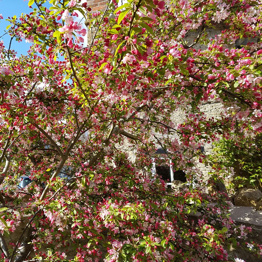 Malus x floribunda