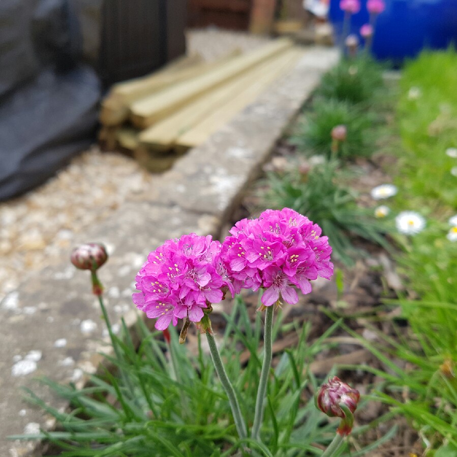 Armeria maritima