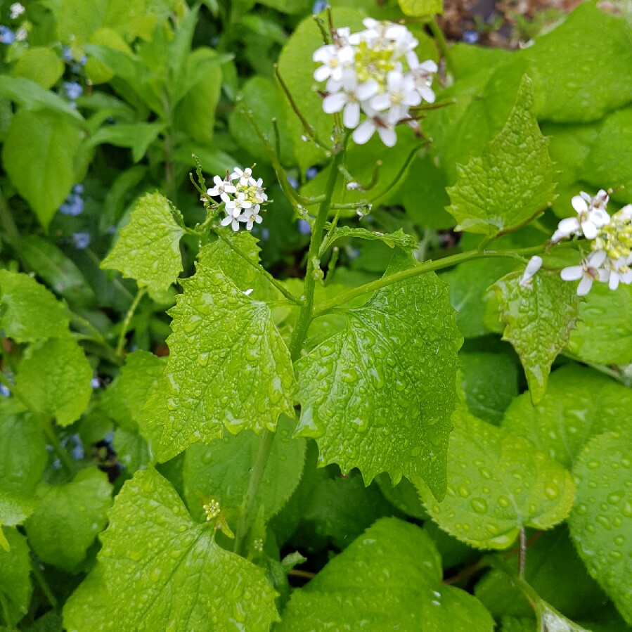 plant image 82077 plant image 82077
