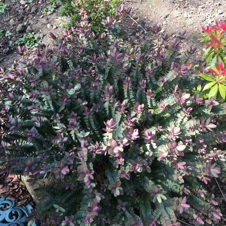 Plant image Hebe 'Caledonia'