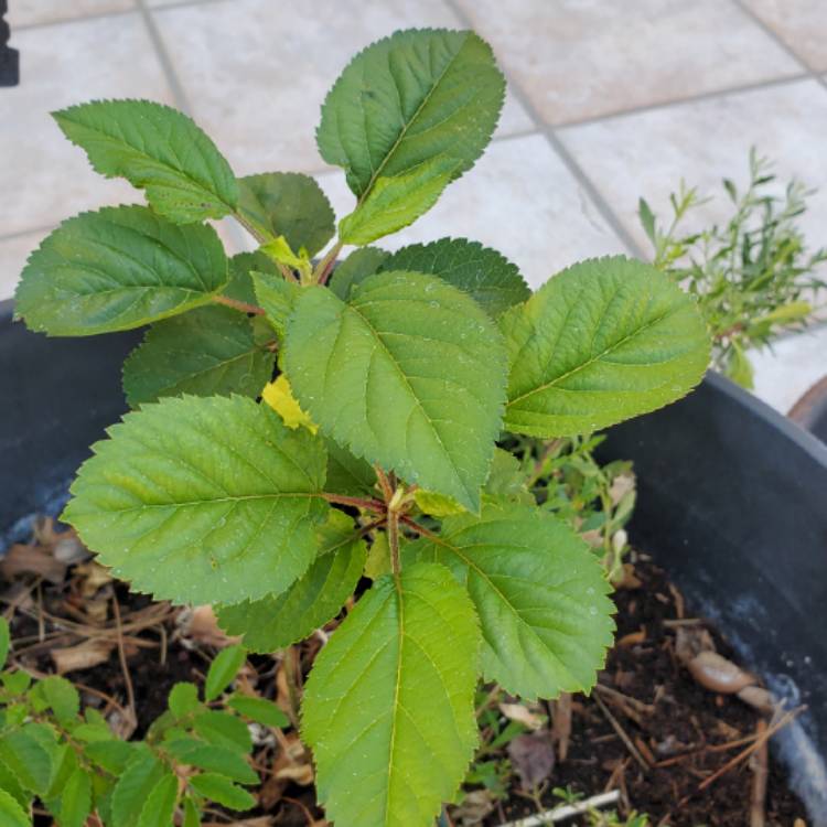 plant image 1484605