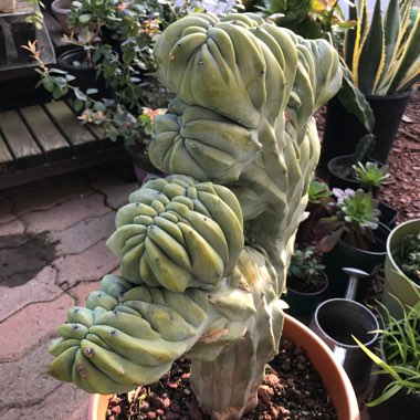 Myrtillocactus geometrizans cristata