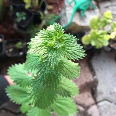 Urtica Dioica