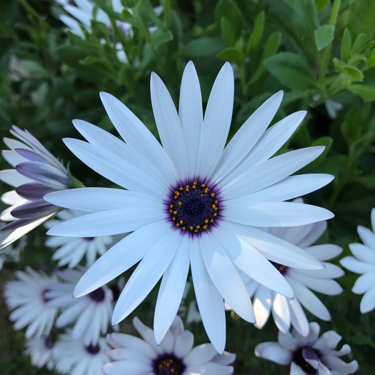 plant image 321327