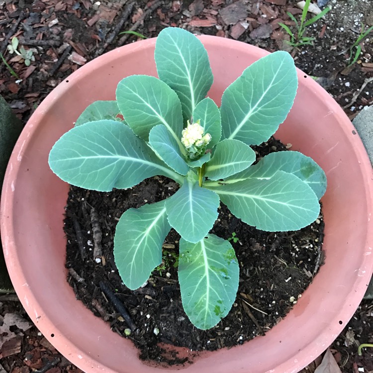 plant image 324691