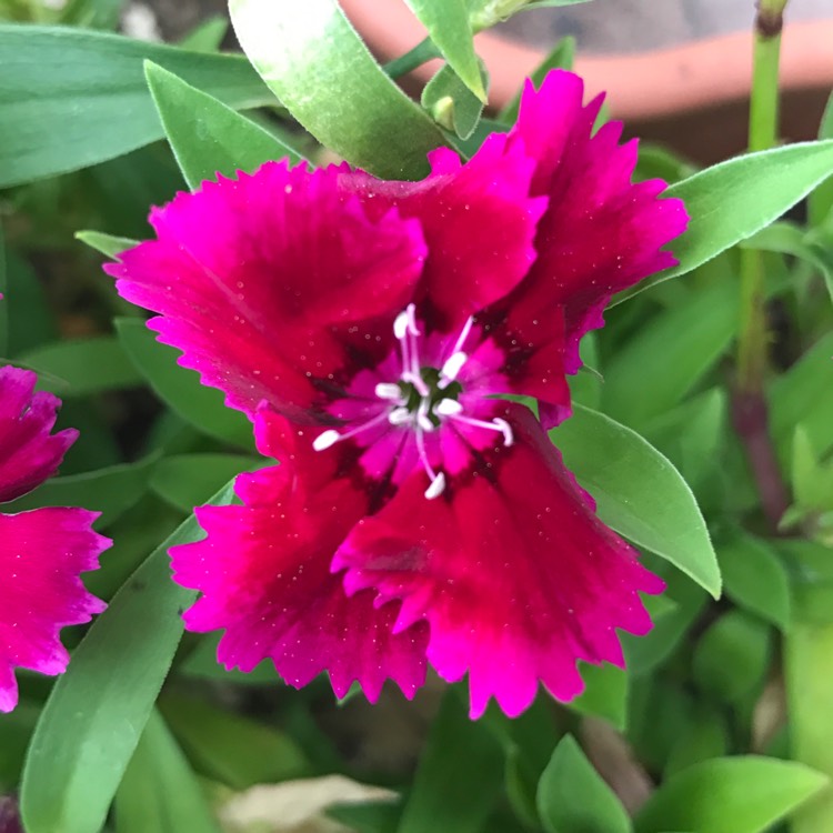 Plant image Dianthus 'Diamond Purple'