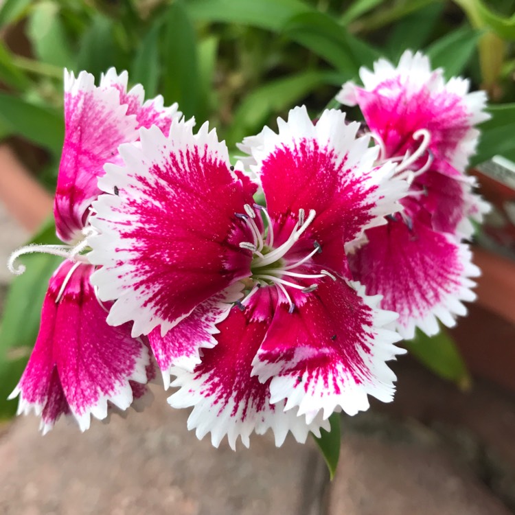 Plant image Dianthus chinensis 'Super Parfait Red Peppermint'