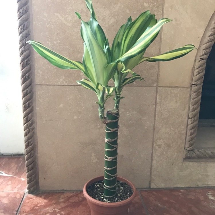 Plant image Dracaena compacta