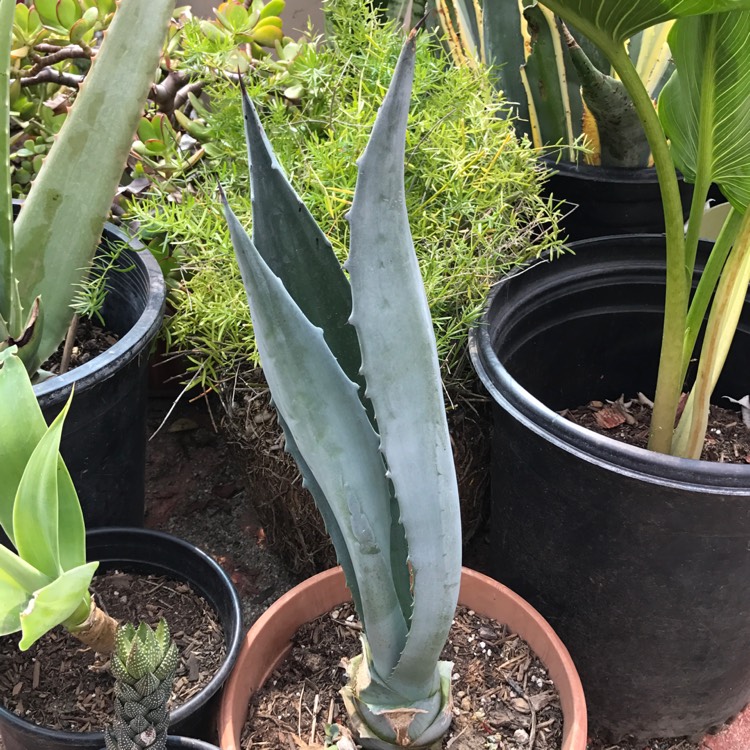 Plant image Agave tequilana