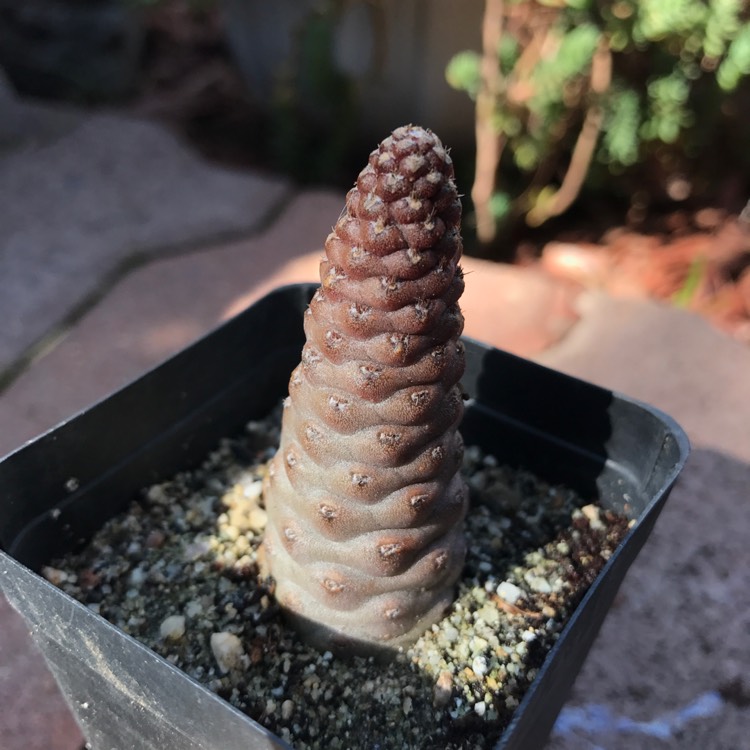 Plant image Tephrocactus articulatus 'Strobiliformis' syn. Tephrocactus articulatus var. strobiliformis