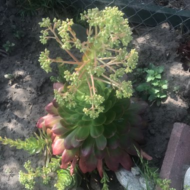 Joey's garden