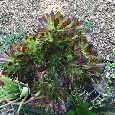 Joey's garden