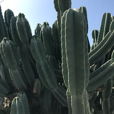 Joey's garden