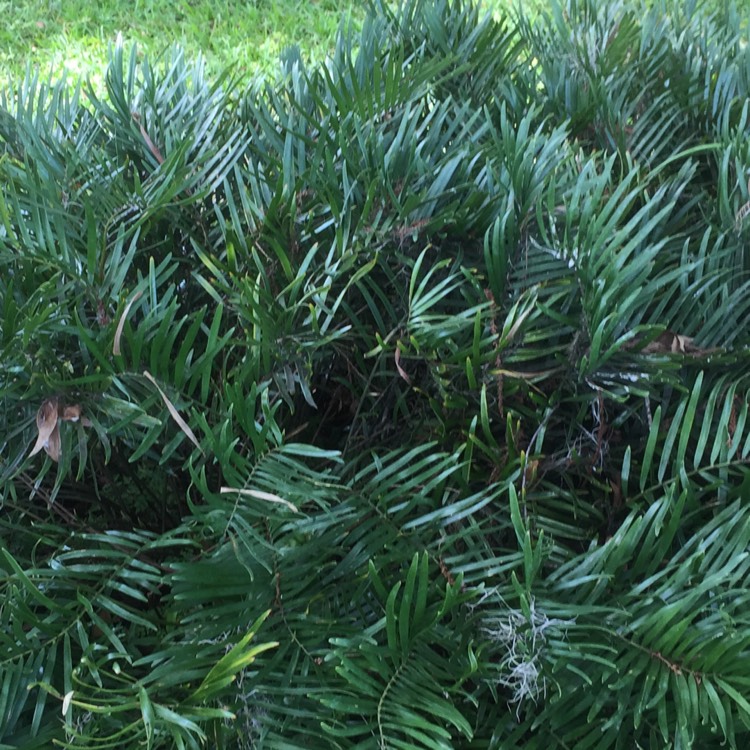 Plant image Zamia pumila