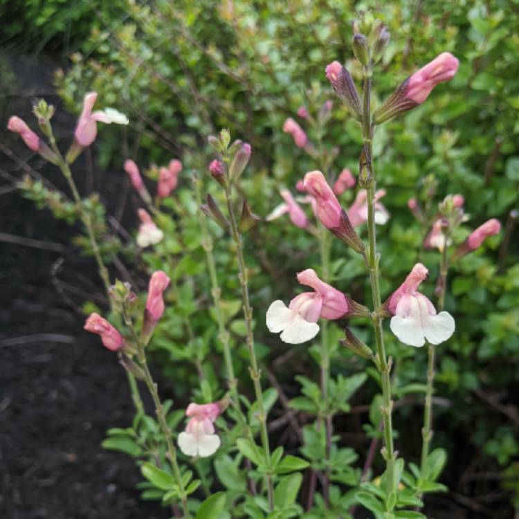 Plant image Salvia x jamensis 'Sierra san Antonio'