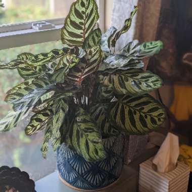 Zebra plant 'Makoyana'