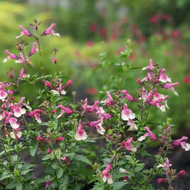 Salvia Mirage Rose Bicolor