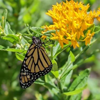 Butterfly Weed