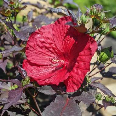 Hardy Hibiscus 'Holy Grail'